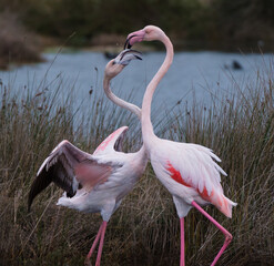 Flamingos