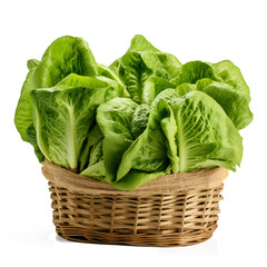 fresh lettuce in basket