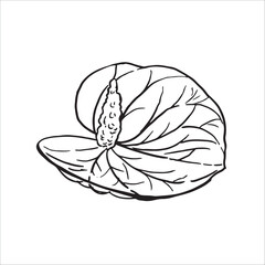 Anthurium flowers illustration on white background. hand drawn illustration. line doodle .