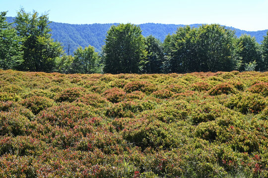 Blueberry and lingonberry bushes on the slopes of the Carpathian mountains, Ukraine.