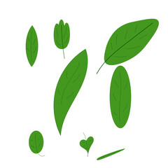 A set of many leaves on a white background