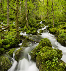 moosbedeckte Steine, Zufluss der Orbe, Vallorbe, Waadt, Schweiz
