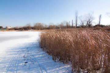 frozen lake in winter