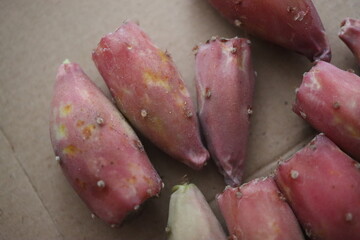 kaktus Opuncja macrorhiza opuntia 