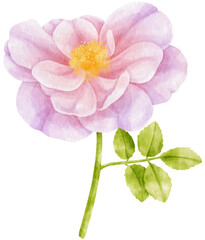 Naklejka na ściany i meble Purple rose flowers watercolor illustration