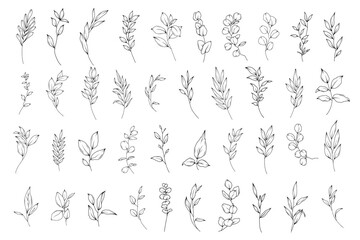Botanical abstract line art illustration, hand drawn herbs and branches set, vector floral  hand drawn clipart