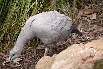 The Cape Barren Goose is a very large, pale grey goose with a relatively small head. It has rows of large dark spots in lines across the shoulders and wings.