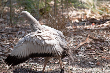 The Cape Barren Goose is a very large, pale grey goose with a relatively small head. It has rows of large dark spots in lines across the shoulders and wings