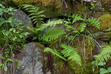 Undergrowth with ferns, butterbur, clover and a small den under the rock covered in moss