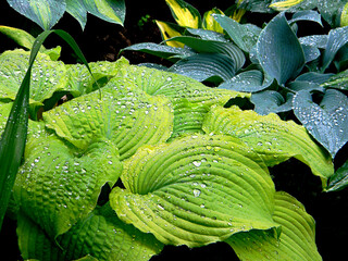 Hosta (funkia) bylina o ozdobnych liściach, odmiana Piedmont Gold, zbliżenie na mokre liście pokryte kroplami wody