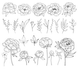 Collection of peony flowers, hand drawn botanical  line art drawing, vector floral illustration - 757894351