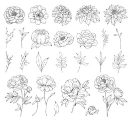 Collection of peony flowers, hand drawn botanical  line art drawing, vector floral illustration - 757894374