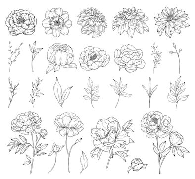 Collection of peony flowers, hand drawn botanical  line art drawing, vector floral illustration
