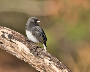 Dark-Eyed Junco perched on a tree in Dover, Tennessee