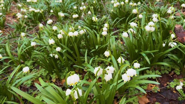 in the spring of the Carpathians the first flowers appear, delicate fragrant snowdrops, white flowers, primroses and crocuses, after the rain they are covered with drops of dew