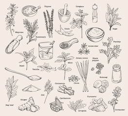 Set of hand drawn kitchen herbs and spices, vector sketch isolated illustration of spice ingredients and herbs for cooking - 757894907