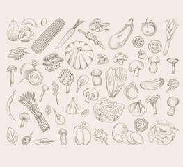 Set of hand drawn vegetables (potatoes, cabbage, broccoli, asparagus, mushrooms, onions, tomatoes, cucumbers, zucchini, corn and others), vector sketch isolated illustration of fresh vegetables  - 757894974
