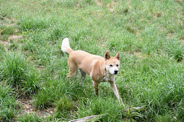 Dingos have a long muzzle, erect ears and strong claws. They usually have a ginger coat and most...