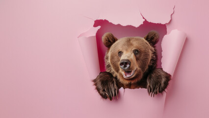 A curious bear illustration popping through a pink paper tear, showcasing surprise and creativity