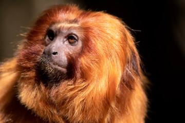 Obraz premium the golden lion tamarin South America primates with a magnificent reddish-gold coat and a long, backswept mane.