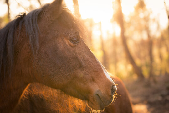 Portrait of a wild horse watching the sunset, profile, brown horse, sunset colour photo