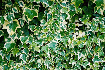 Hedera algeriensis Hibberd or Algerian ivy climbing plant texture