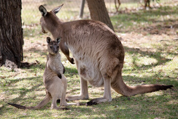 Naklejka na ściany i meble the kangaroo-Island Kangaroo joey has a light brown body with a white under belly. They also have black feet and paws