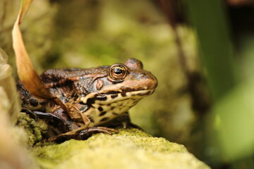 Grenouille verte en gros plan Tarn
