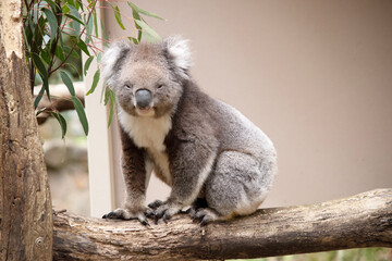 the Koala has a large round head, big furry ears and big black nose. Their fur is usually grey-brown in color with white fur on the chest, inner arms, ears and bottom.