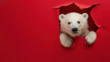 Fototapeten An intriguing image of polar bear paws as they seem to tear through a vibrant red paper background © Fxquadro