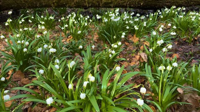 in the spring of the Carpathians the first flowers appear, delicate fragrant snowdrops, white flowers, primroses and crocuses, after the rain they are covered with drops of dew