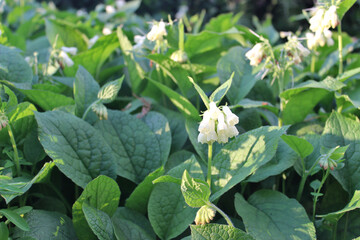 Obraz premium White comfrey (Symphytum grandiflorum) blooming. A variety of comfrey growing in Abkhazia (Symphytum abchasicum)