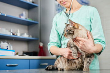 Veterinarian with stethoscope holding a domestic cat in hands at the visit