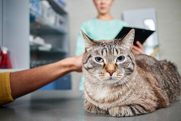Domestic cat at veterinarian with the owner