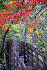 View of the wooden footpath in the autumn valley