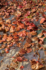 autumn ivy on the window