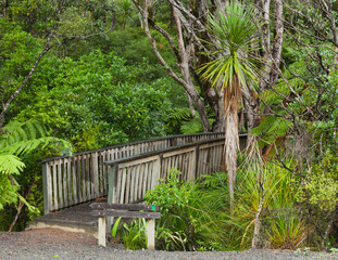 Wald, Auckland Sentennial Park, Piha, Auckland, Nordinsel, Neuseeland
