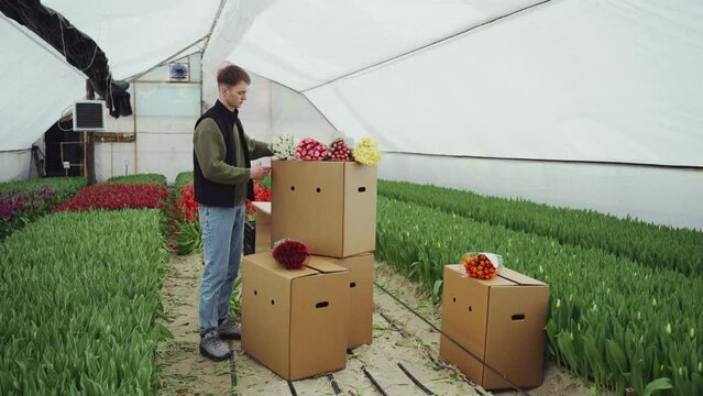 Flower trade. A gardener salesman in a garden center assembles delivery boxes with tulips for flower shops. Packaging flowers for customers. Growing tulips in a greenhouse. Flower business concept.