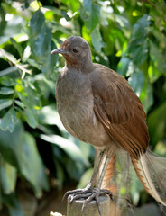 the lyre bird male has an ornate tail, with special curved feathers that, in display, assume the shape of a lyre.