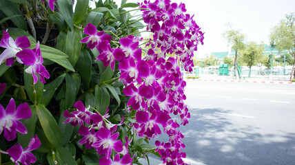 The beautiful purple orchid