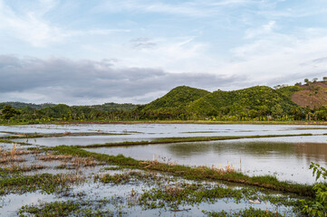 Flooded Rice Fields with Reflections of Lush Hills