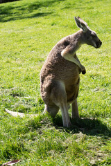 Females are smaller than males and are blue-grey with a brown tinge, pale grey below,