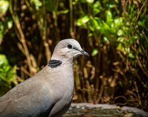 Portrait of a ring-necked dove in South Africa