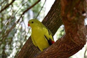 The male Regent Parrot has a general yellow appearance with the tail and outer edges of the wings...