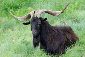 Goat with huge horns looking at the camera on the green fields