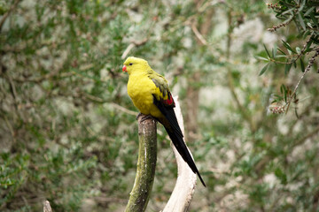 The female regent parrot is all light green. It has yellow shoulder patches and a narrow red band crosses the centre of the wings and yellow underwings.