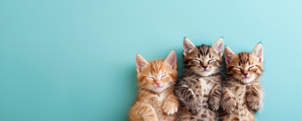 Top view of little kittens sleeping. Turquoise blue background with copy space.
