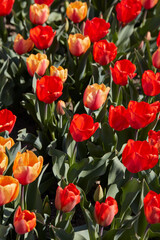 Tulip flowers in red and yellow colors texture background in spring sunlight - 757910589