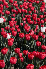 Tulip flowers in red with some white colors texture backgrond in spring sunlight - 757910597