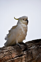 The sulphur crested cockatoo is a white bird with a yellow crest.